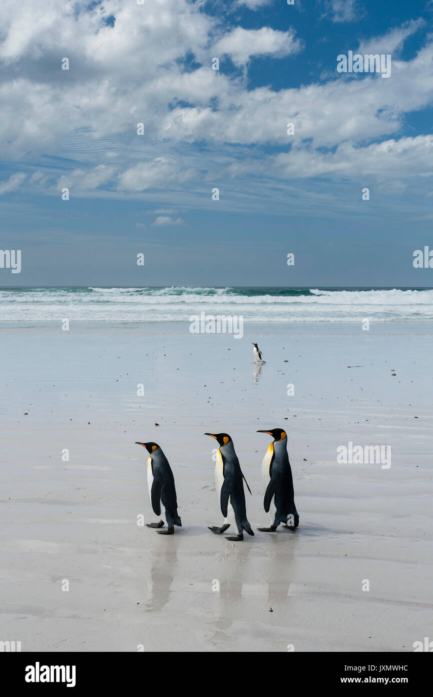 Königspinguine (Aptenodytes patagonica), zu Fuß in Richtung Meer, Port Stanley, Falkland Inseln, Südamerika Stockfoto