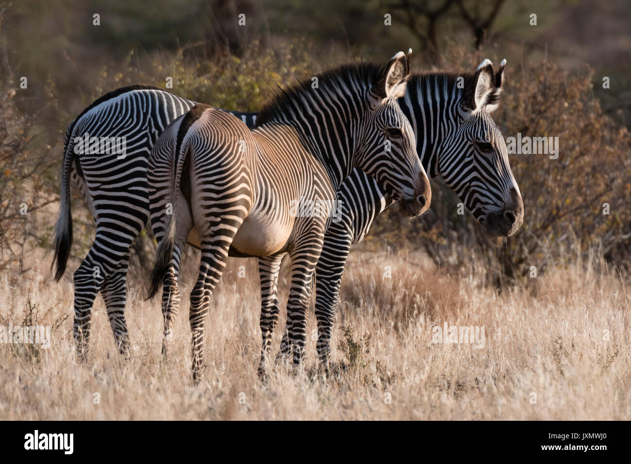 Die Grevy Zebra (Equus grevyi), Kalama Conservancy, Samburu, Kenia, Kenia, Afrika Stockfoto