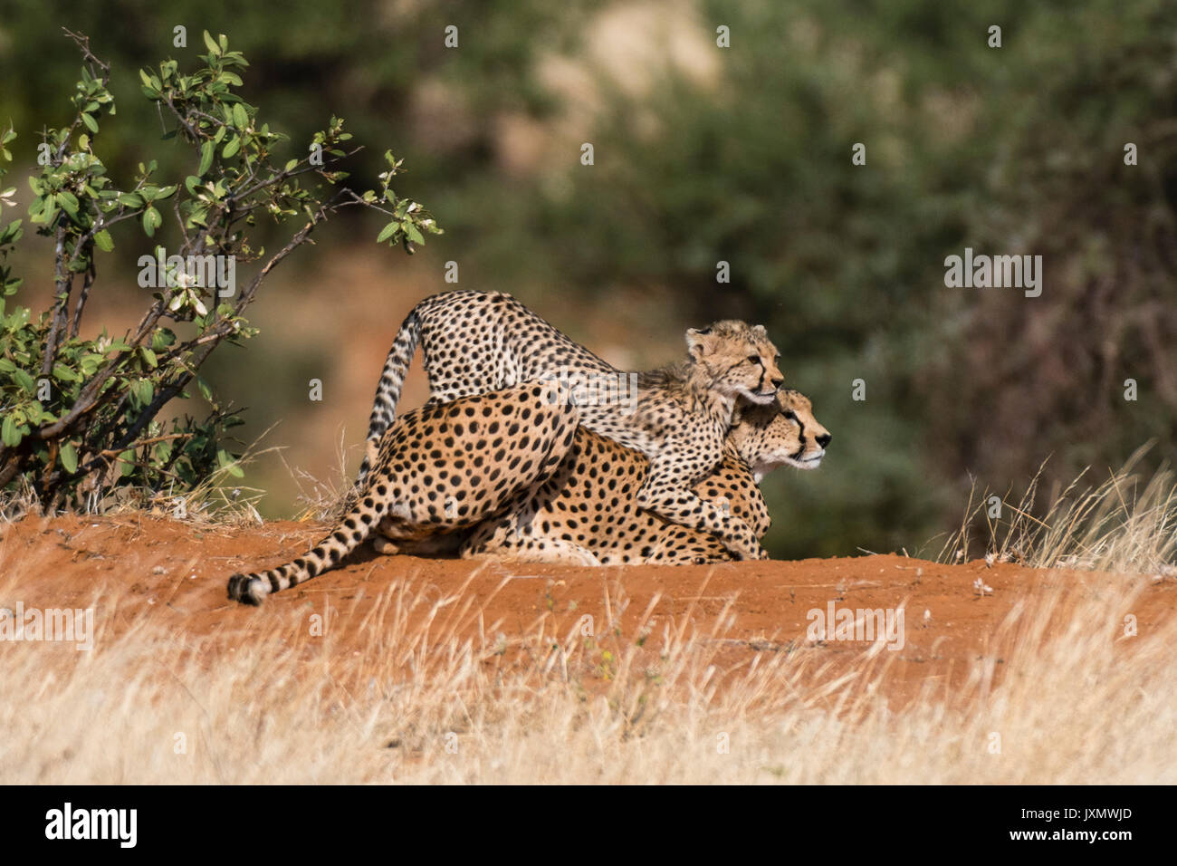 Ein Cheetah Cub (Acinonyx jubatus), spielt mit seiner Mutter, Samburu National Reserve, Kenia, Afrika Stockfoto