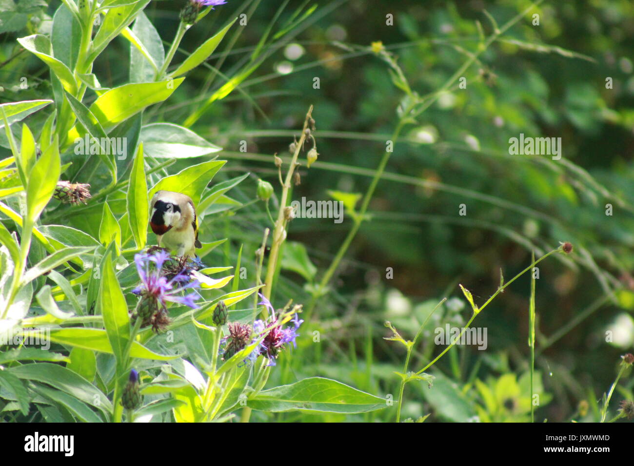 Ein goldfinch unter einem englischen Garten Stockfoto
