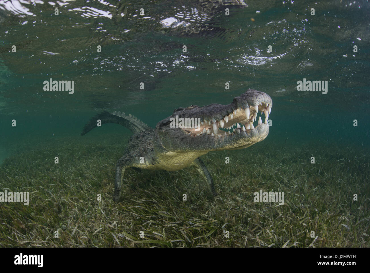 Krokodil am Meeresboden, Xcalak, Quintana Roo, Mexiko, Nordamerika Stockfoto