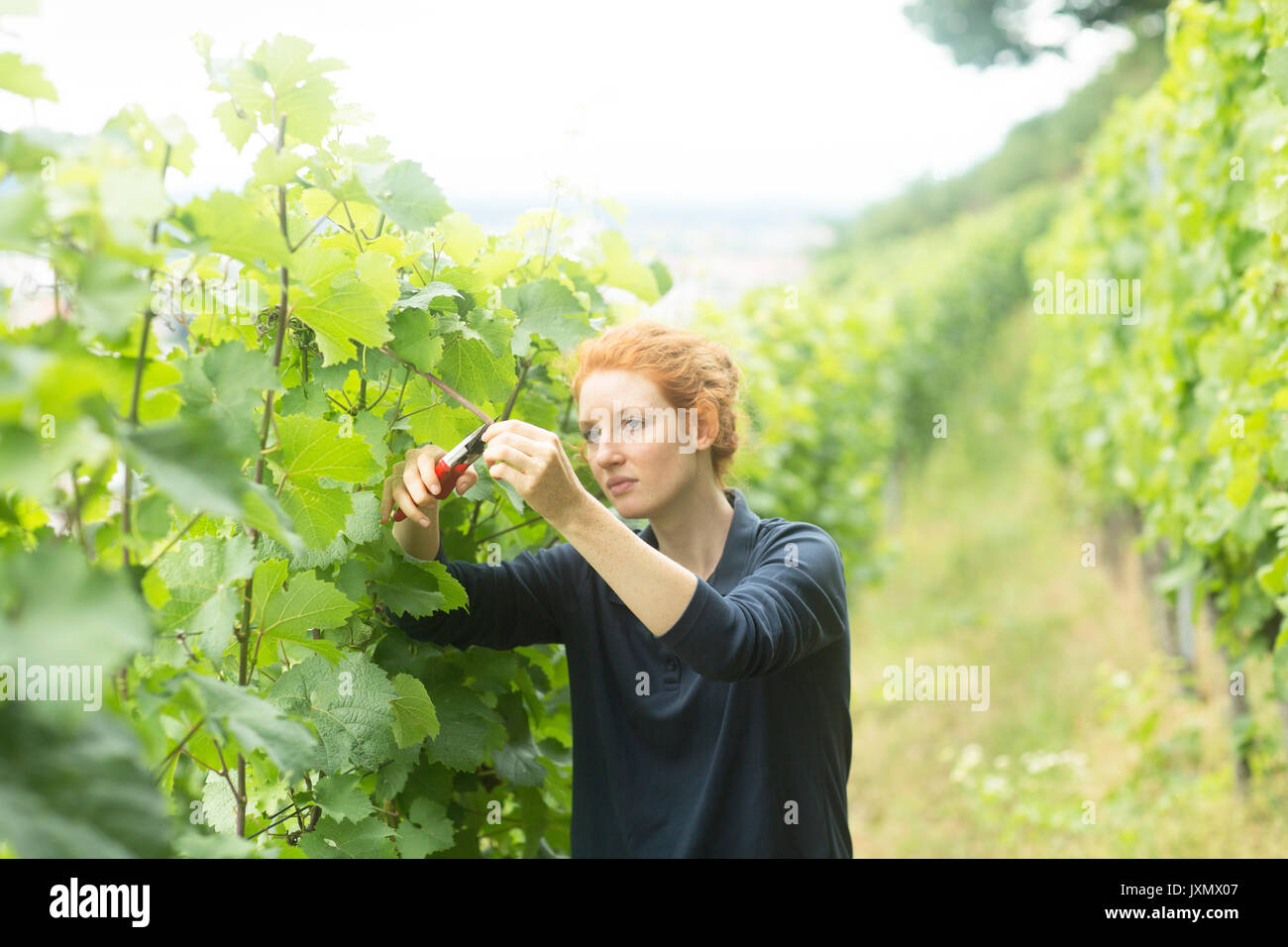 Frau im Weinberg arbeiten, Baden-Württemberg, Deutschland Stockfoto