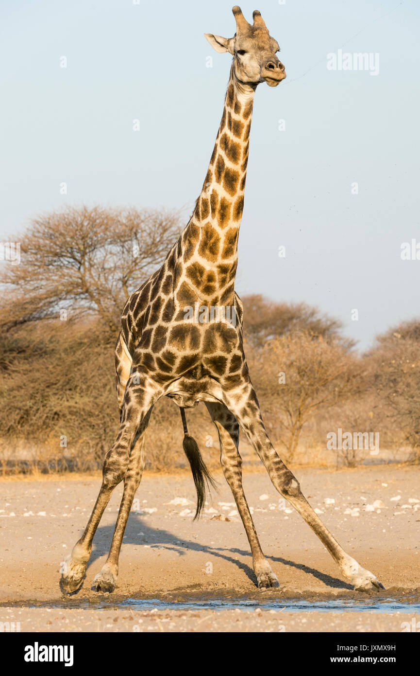 Porträt eines südlichen Giraffe (Giraffa Camelopardalis), Kalahari, Botswana, Afrika Stockfoto