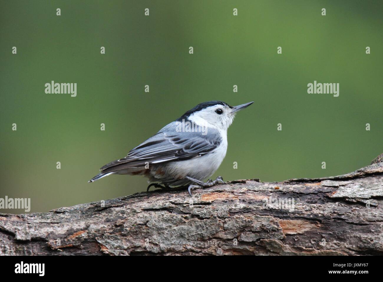 Eine weiße breasted Kleiber gehen auf einem Ast auf der Suche nach Nahrung. Stockfoto