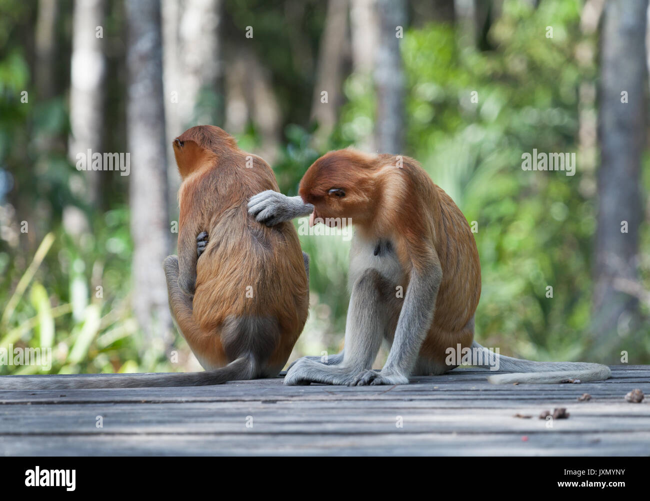 Lange Nase monkey zurück Verkratzen der anderen Affen, Borneo Stockfoto