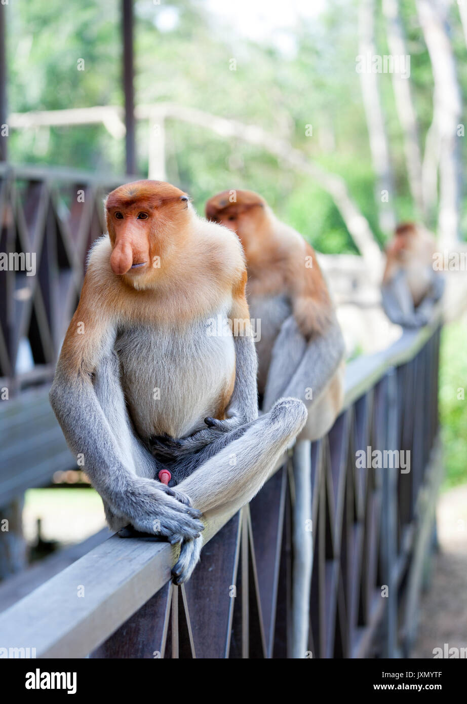 Nasenaffen sitzen auf Zaun Geländer an Labuk Bay Heiligtum, Sabah, Malaysia Stockfoto