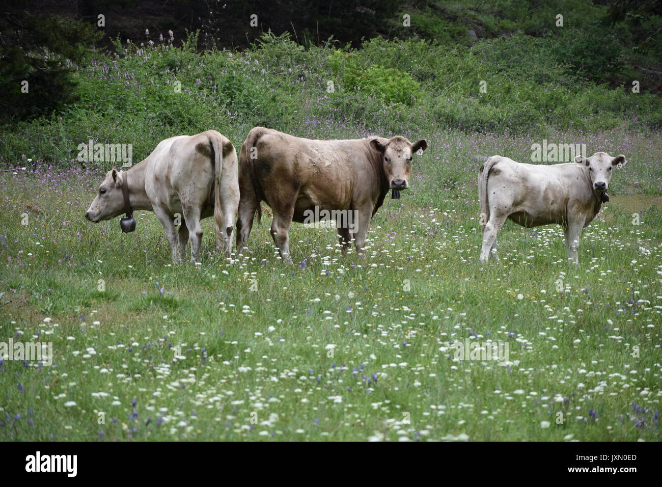 Kühe grasen und Roaming in den Bergen der Sierra Nevada Stockfoto
