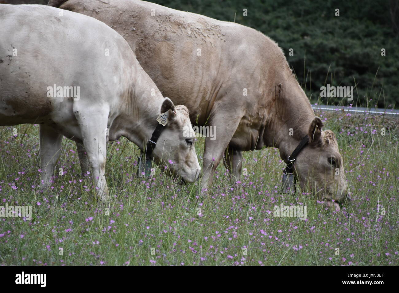 Kühe grasen und Roaming in den Bergen der Sierra Nevada Stockfoto