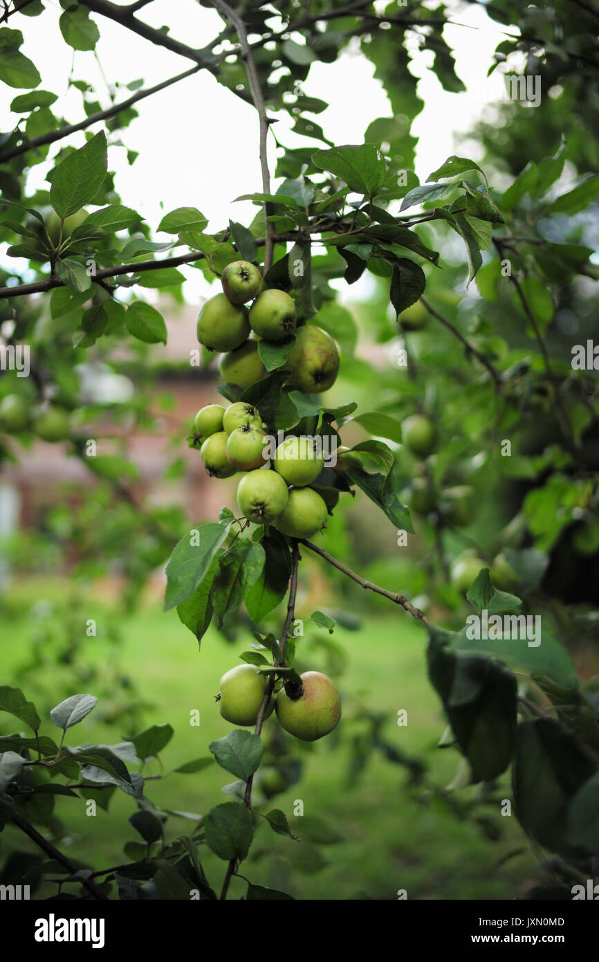 Kochen apple tree in Home Garten mit vielen Äpfeln auf Zweigniederlassungen Stockfoto