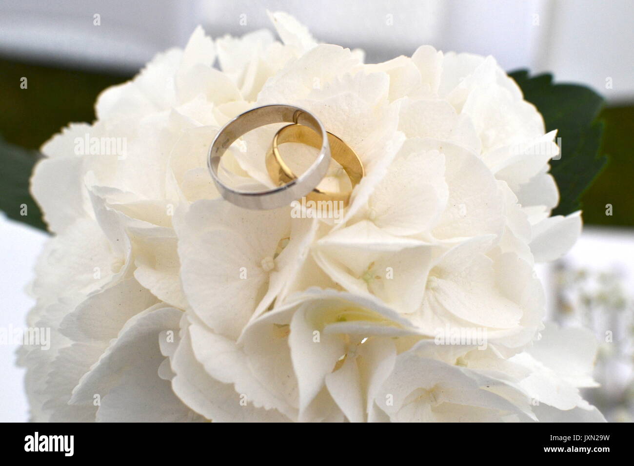 Verlobungsringe auf Blume. Stockfoto