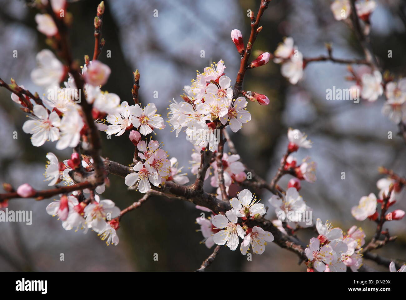 In der Nähe von wunderschönen Kirschblüte Baum. Stockfoto