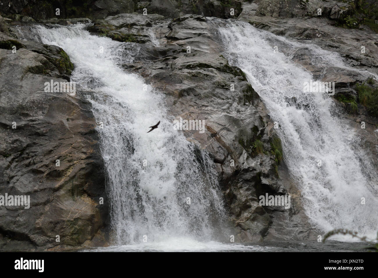 Die loana torrent Wasserfall auf Felsen von Kiefern, Tannen und andere grüne Bäume in Malesco, Vigezzotal, Italien umgeben Stockfoto