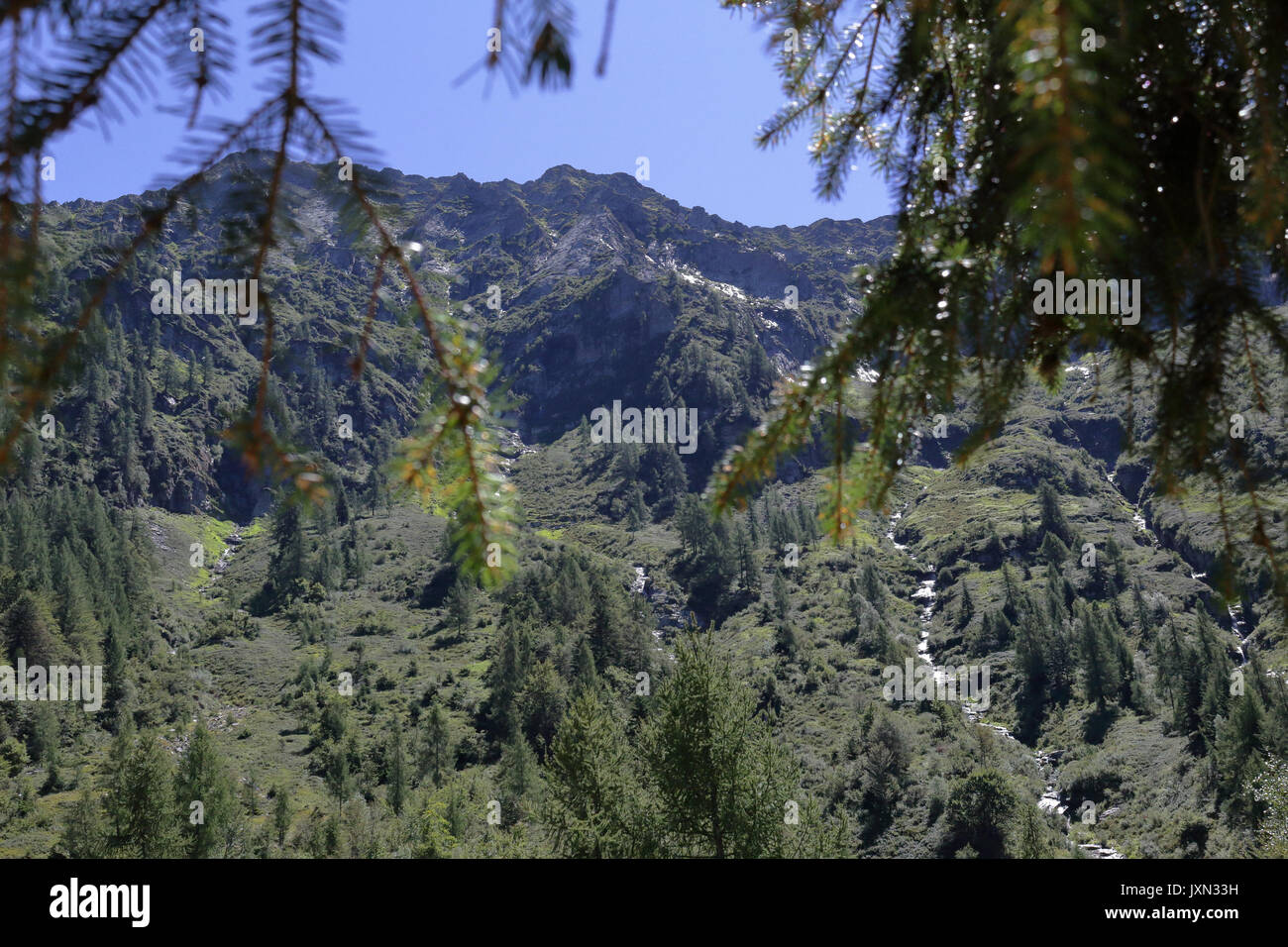 Kiefer Zweige und Blätter mit Bergen, Bächen und Wasserfällen, die als Hintergrund, in der Vigezzo Tal, Nördliche Alpen Stockfoto