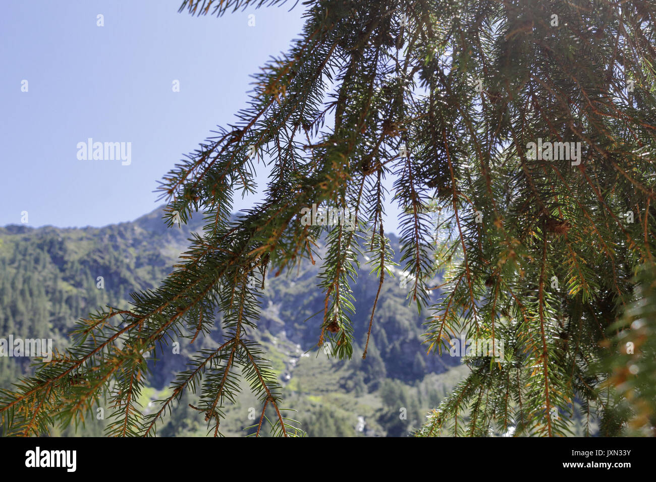 Kiefer Zweige und Blätter mit Bergen, Bächen und Wasserfällen, die als Hintergrund, in der Vigezzo Tal, Nördliche Alpen Stockfoto