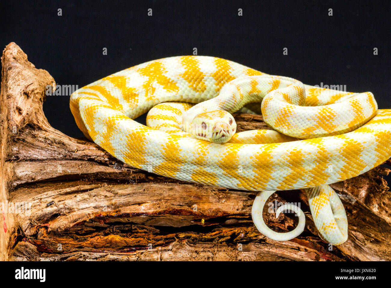 Gelb-weiß gestreifte Darwin Albino Teppichpython aufgewickelt auf Tree root Stockfoto