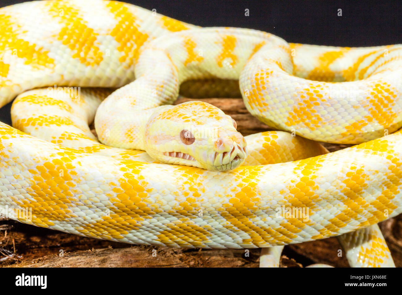 Gelb-weiß gestreifte Darwin Albino Teppichpython aufgewickelt auf Tree root. Medium close up Stockfoto