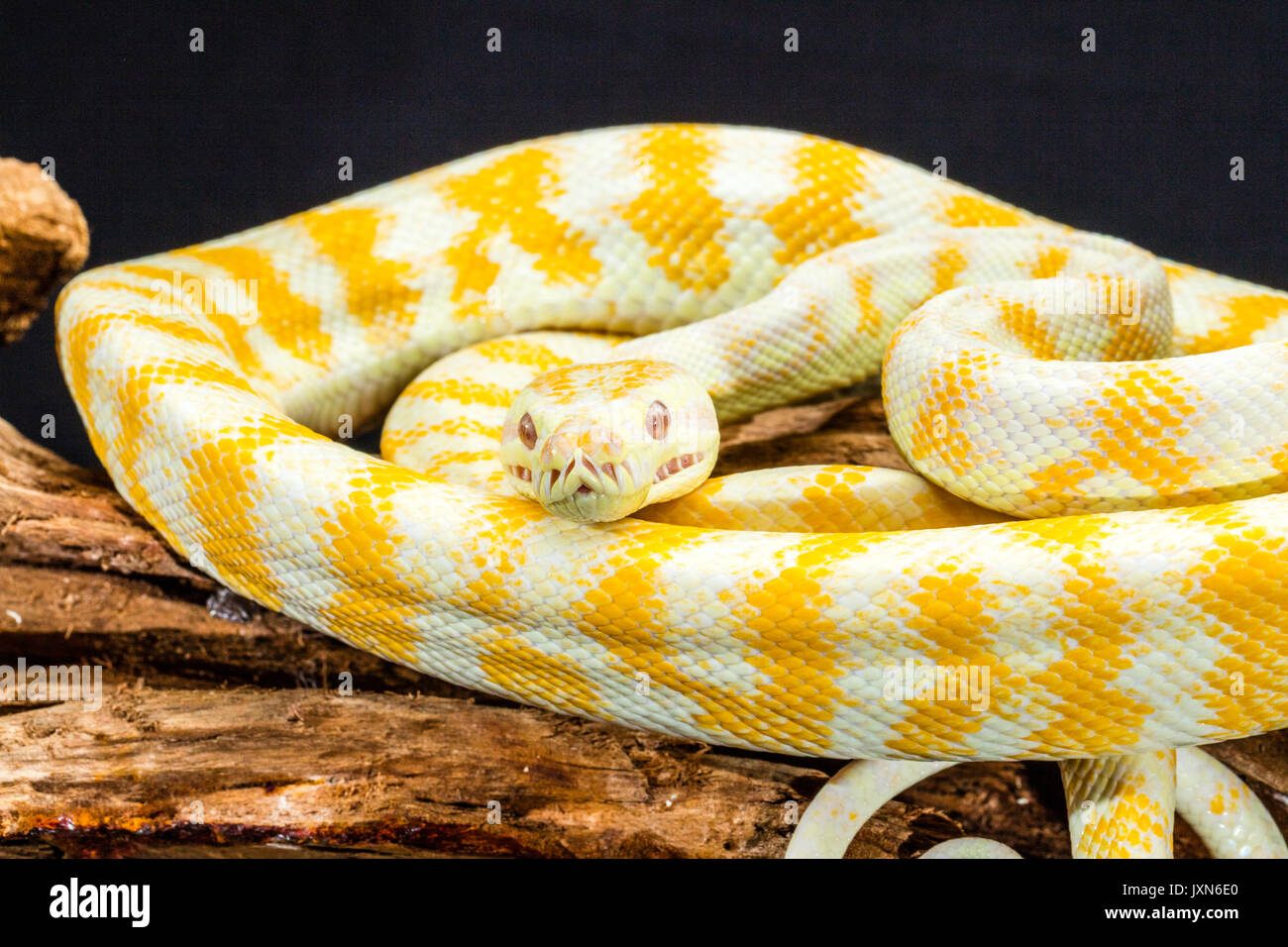 Gelb-weiß gestreifte Darwin Albino Teppichpython aufgewickelt auf Tree root. Medium close up Stockfoto