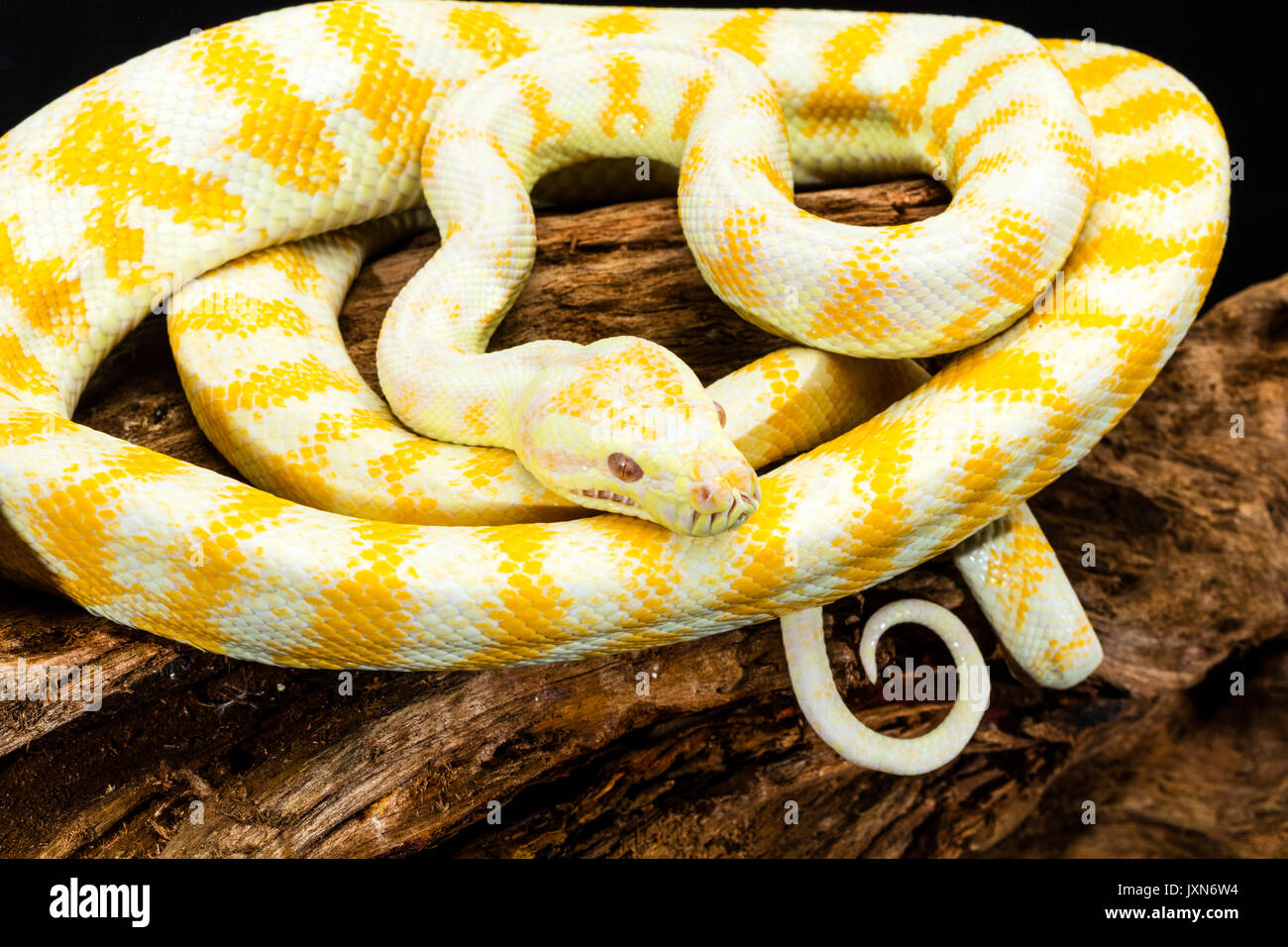 Gelb Weiss Gestreifte Darwin Albino Teppichpython Aufgewickelt Auf Tree Root Stockfotografie Alamy