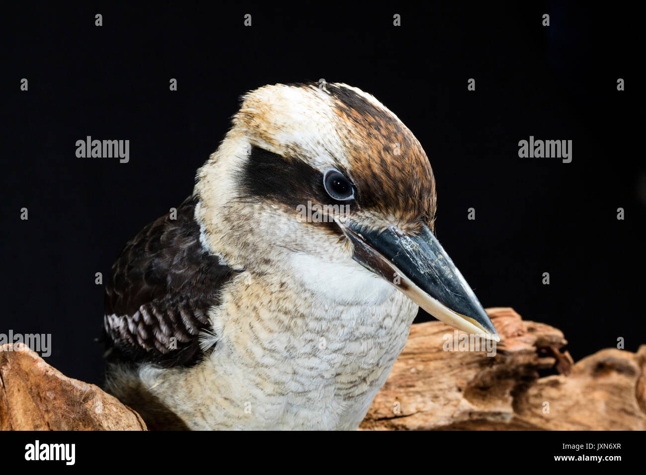 Laughing Kookaburra, Australien. Medium close up auf schwarzem Hintergrund Stockfoto