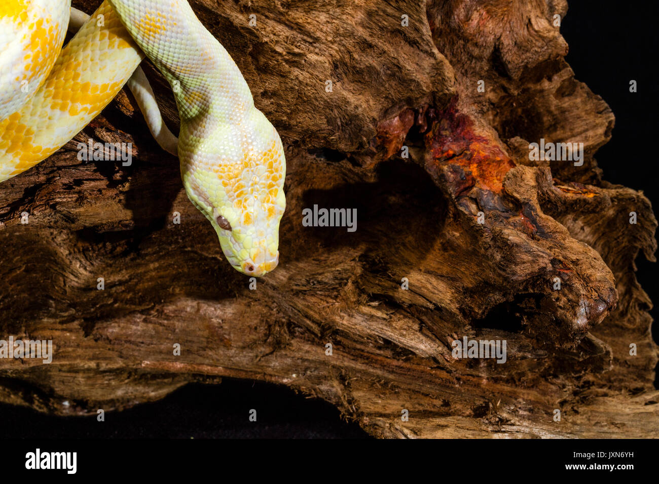 Darwin Albino Teppichpython auf Tree root. Nahaufnahme des Kopfes Stockfoto