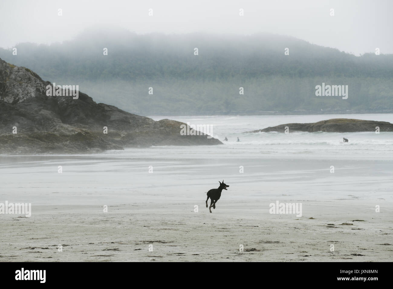 Einsame Hund auf Misty Beach Stockfoto
