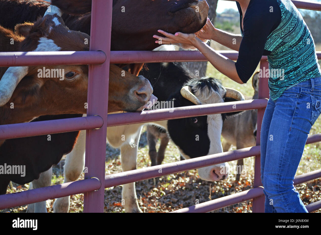 Junge Frau füttern und liebend auf Rinder auf ländlichen Bauernhof. Zeigt das Herz und die Liebe der Landwirtschaft Lifestyle, es ist eine Leidenschaft. Stockfoto