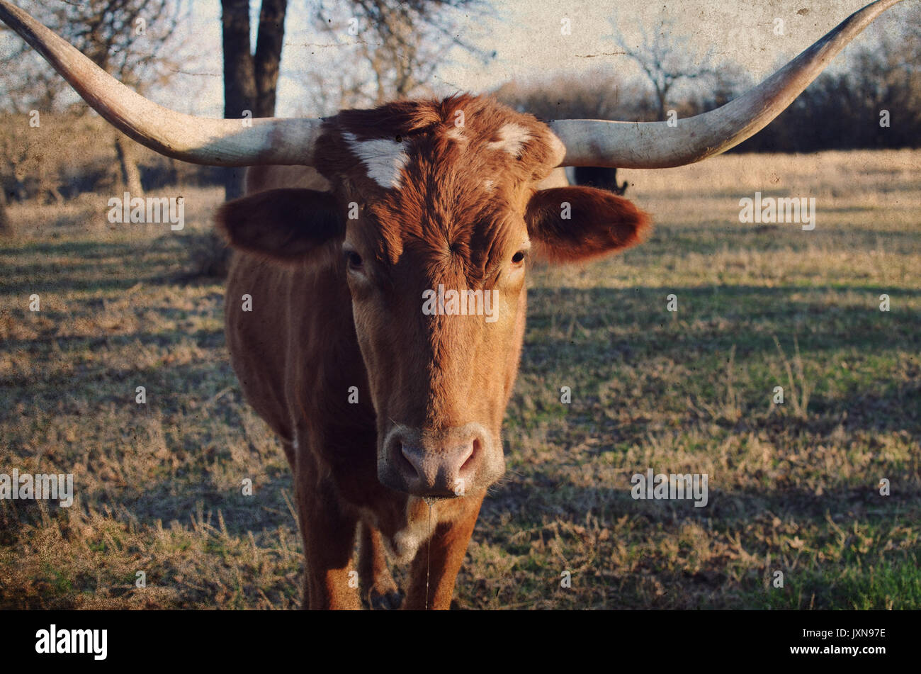 Longhorn Kuh auf ländlichen Ranch, mit szenischen Weide Landschaft im Hintergrund. Authentische happy farm animal. Stockfoto