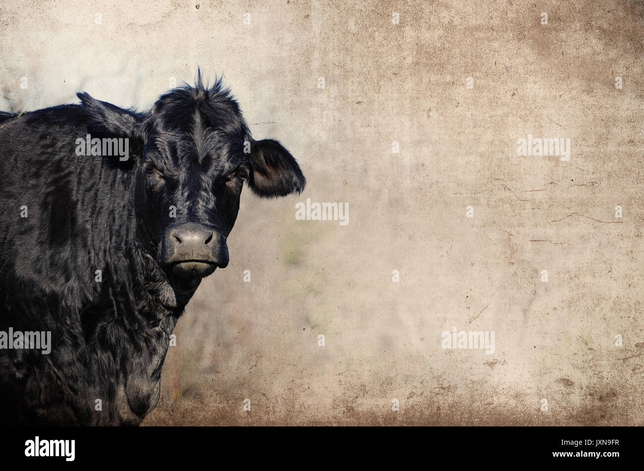 Cute Black Angus Kuh auf ländlichen Ranch, starrte in die Kamera für das Querformat. Authentische Country Farm, zeigt die Industrie Lifestyle. Stockfoto