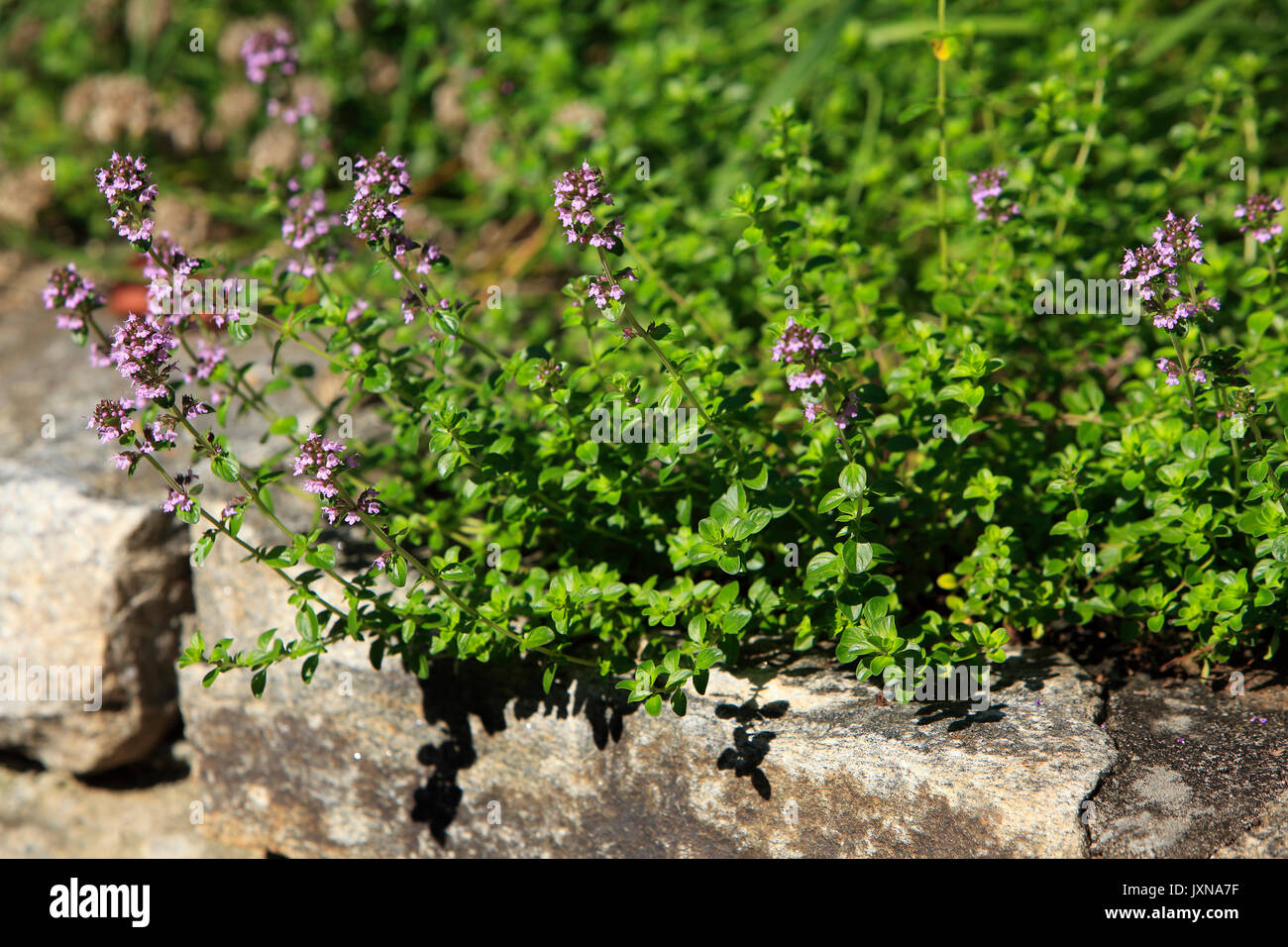Thymian Pflanzen in voller Blüte Stockfoto