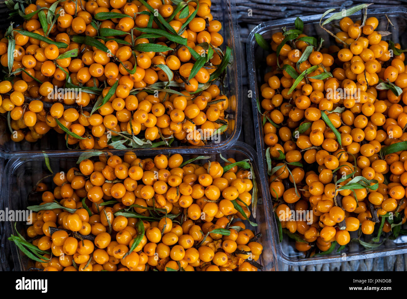 Sanddorn, Hippophae Rhamnoides Beeren orange Früchte Stockfoto