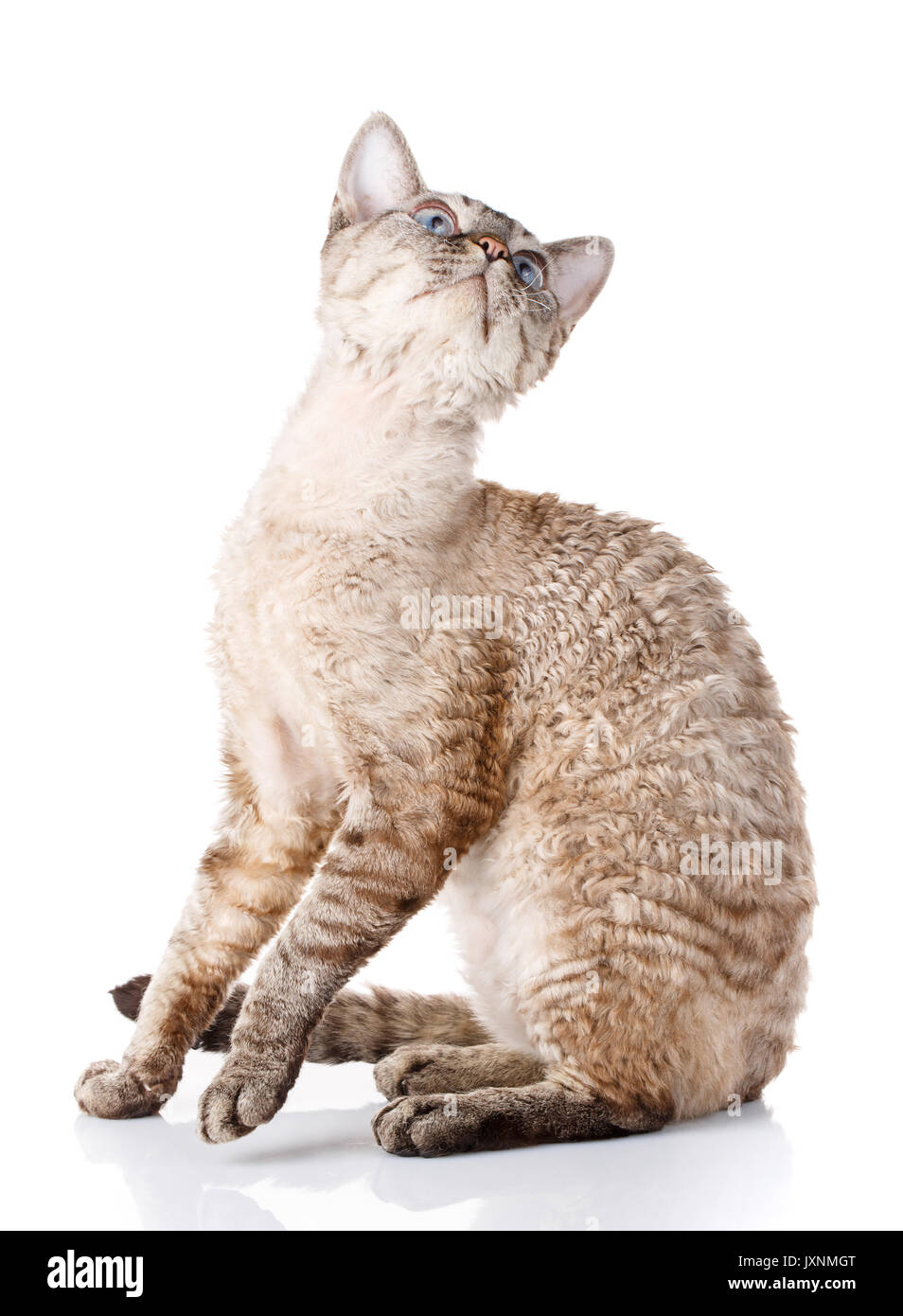 Grau Devon Rex Katze stehend auf weißem Hintergrund und zur Seite schauen, um die Kamera Stockfoto