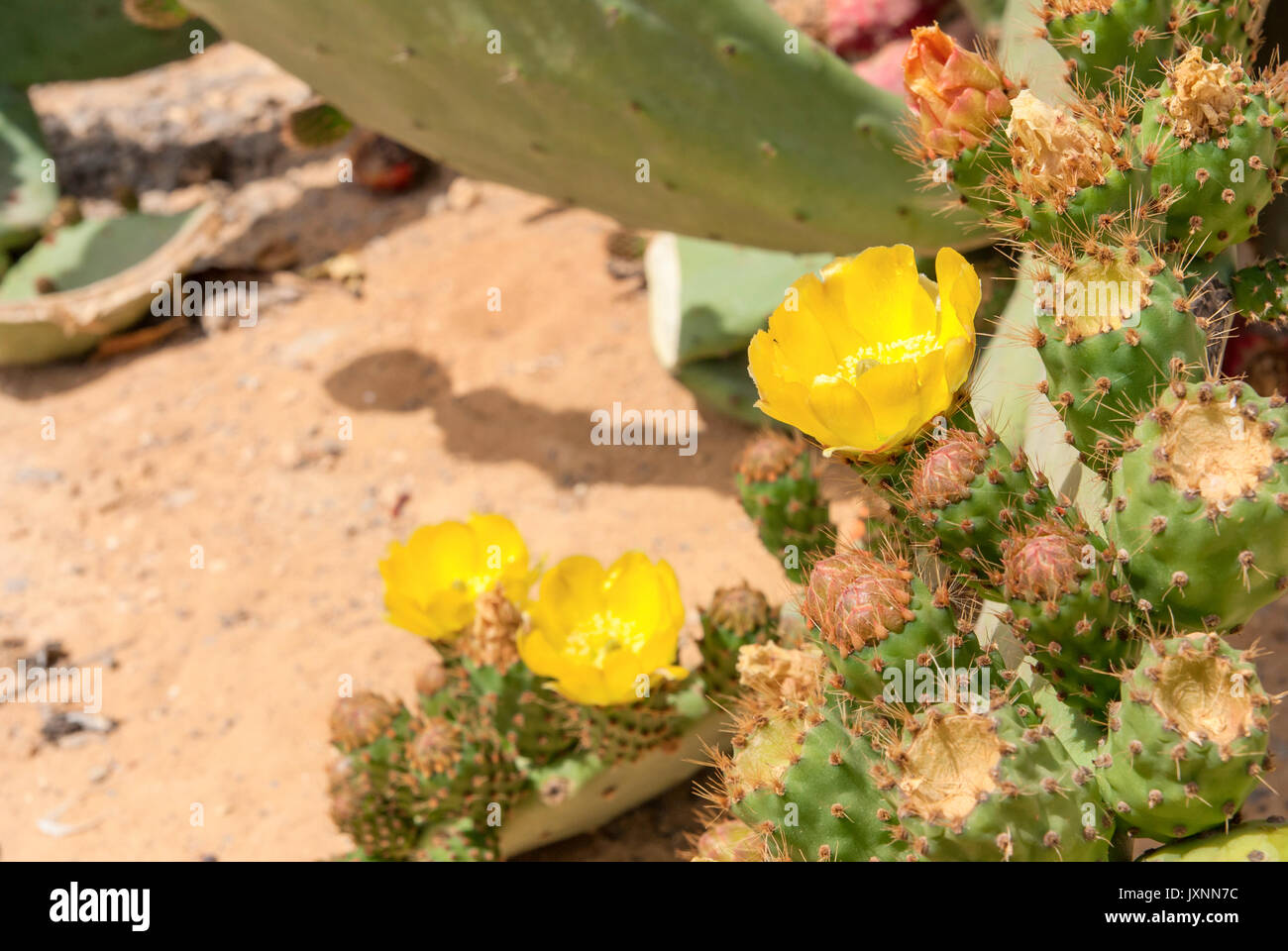 Dickicht von Cactus Opuntia ficus-indica in der Wüste Negev, Israel. Orange blühenden Blumen Stockfoto