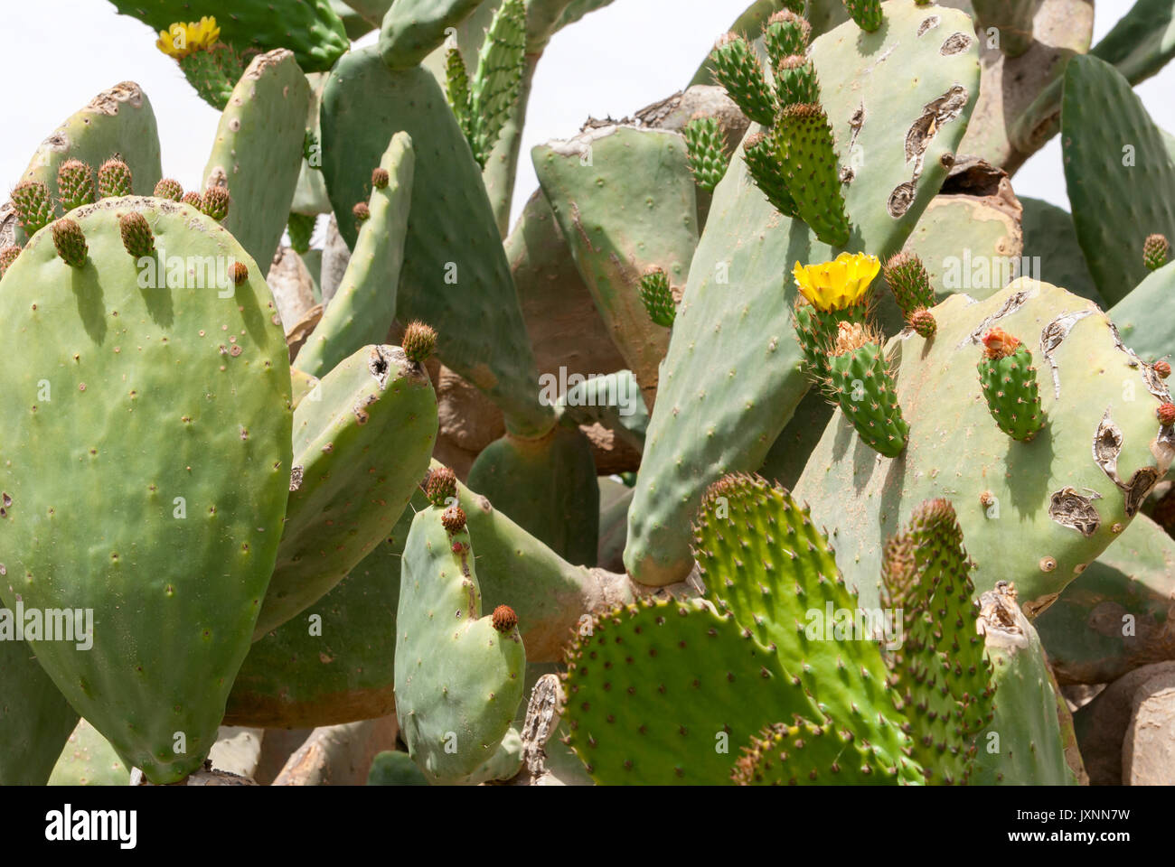 Dickicht von Cactus Tzabar Opuntia ficus-indica in der Wüste Negev, Israel. Stockfoto