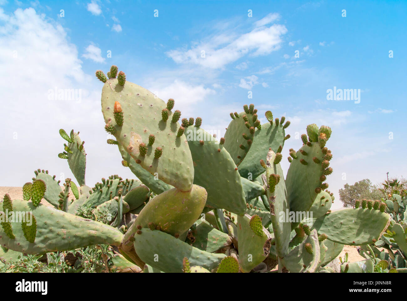 Dickicht von Cactus Tzabar Opuntia ficus-indica in der Wüste Negev, Israel. Stockfoto