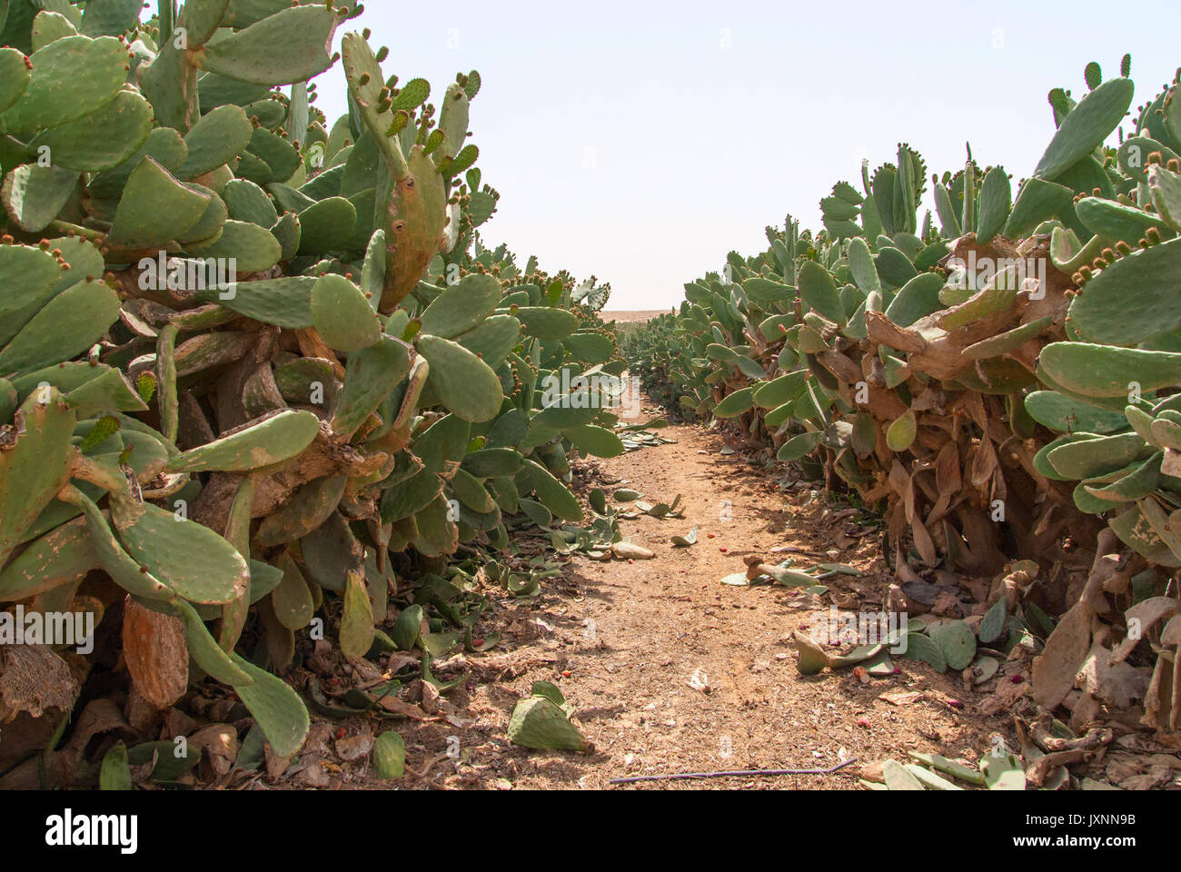 Dickicht von Cactus Opuntia ficus-indica in der Wüste Negev, Israel. Stockfoto