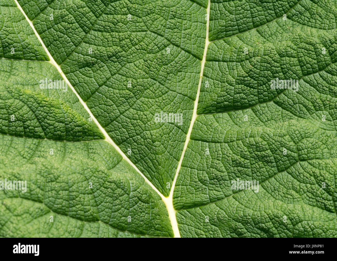 Gunnera Blatt. Riesige gunnera Blätter sind oft als "Lebensmittel" aufgrund ihrer prähistorischen Aussehen Inosaurier Stockfoto