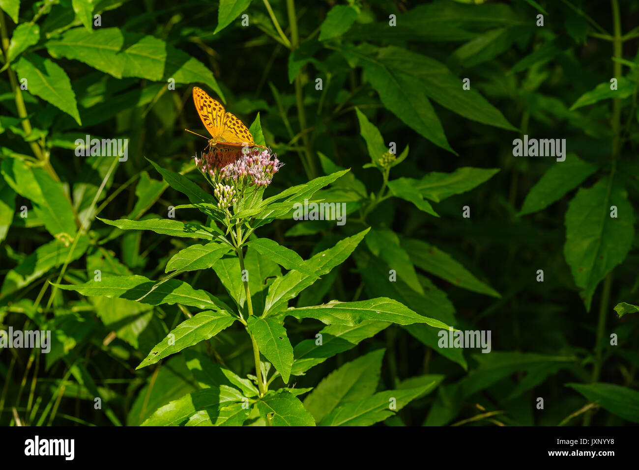 Silber - gewaschen fritillary, Ceriagrion tenellum, auf eine blühende Blume Stockfoto