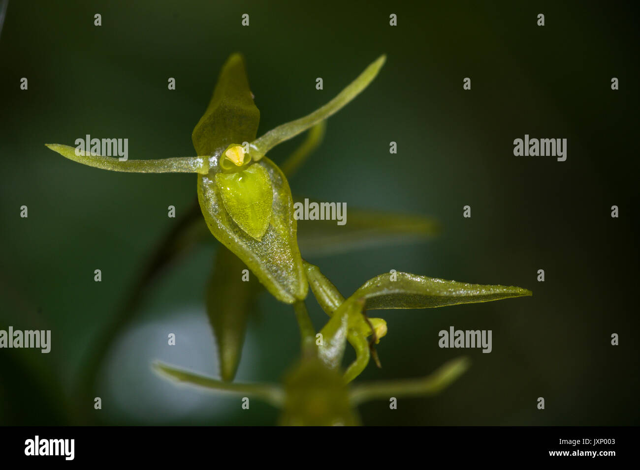 Kleine grüne Orchidee Stockfoto