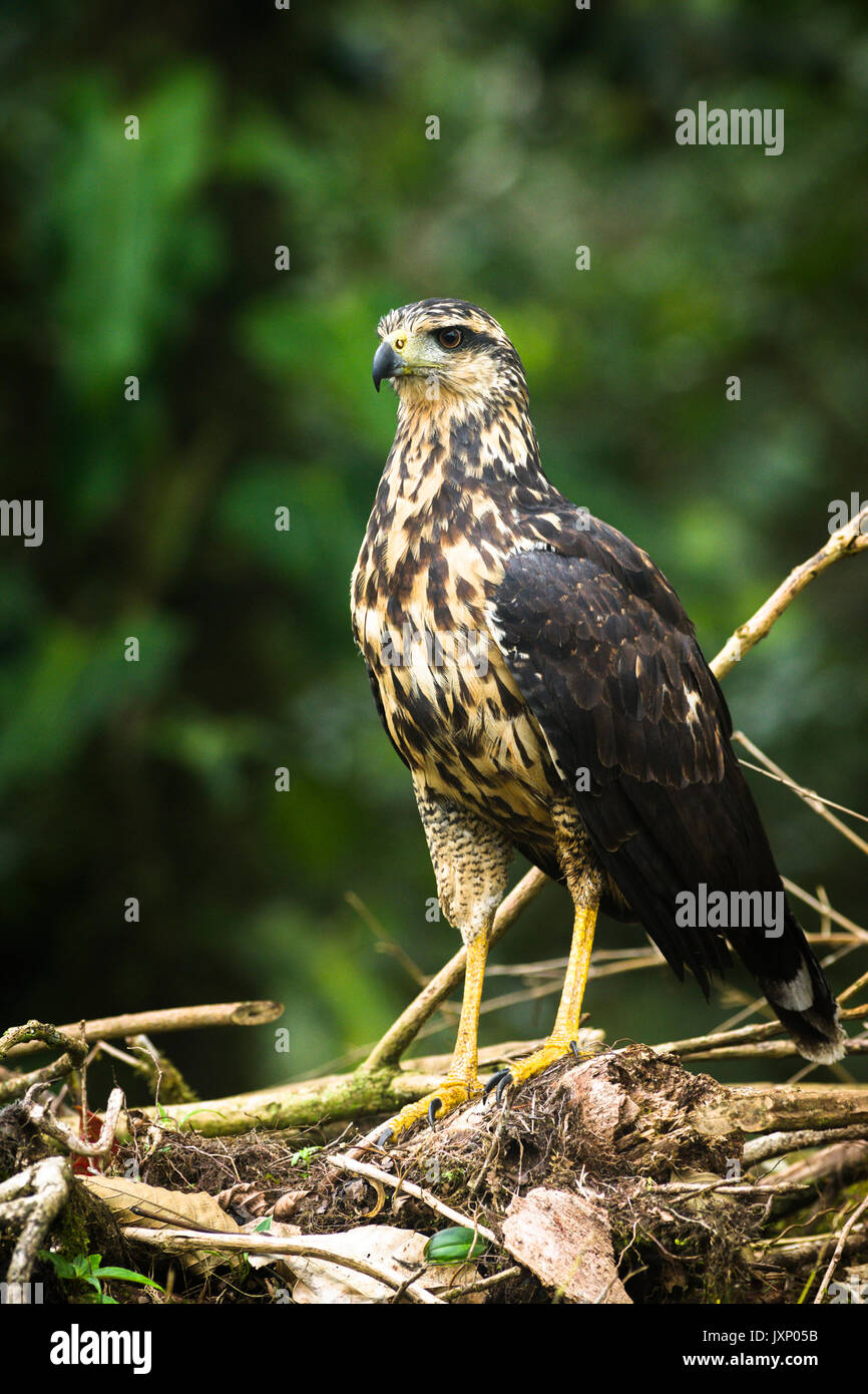 Unreifen großen Black hawk mit grünen Wald Hintergrundbild in Panama genommen Stockfoto