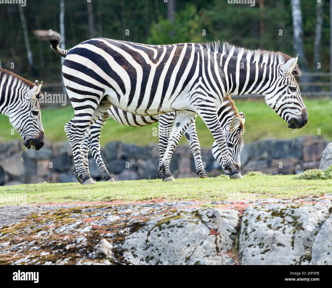 Profil Seitenansicht eines Teils der Harem von Grant's Zebras (Equus quagga boehmi), die kleinste Unterart der Ebenen Zebras Model Release: Nein Property Release: Nein. Stockfoto