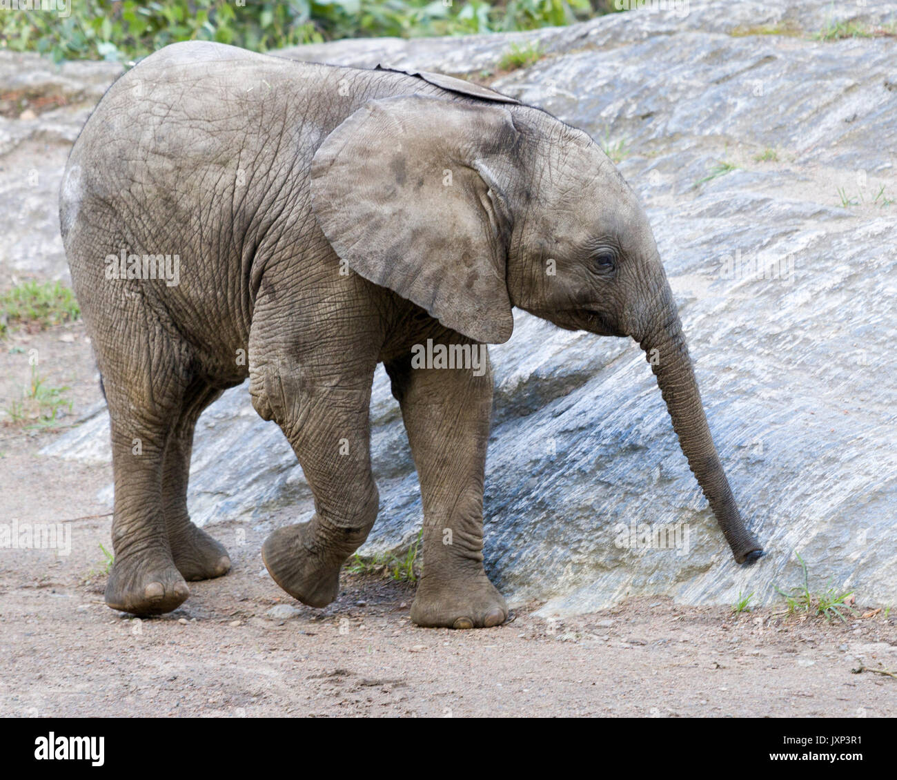 Afrikanischen Busch Elefant (Loxodonta africana) baby Model Release: Nein Property Release: Nein. Stockfoto