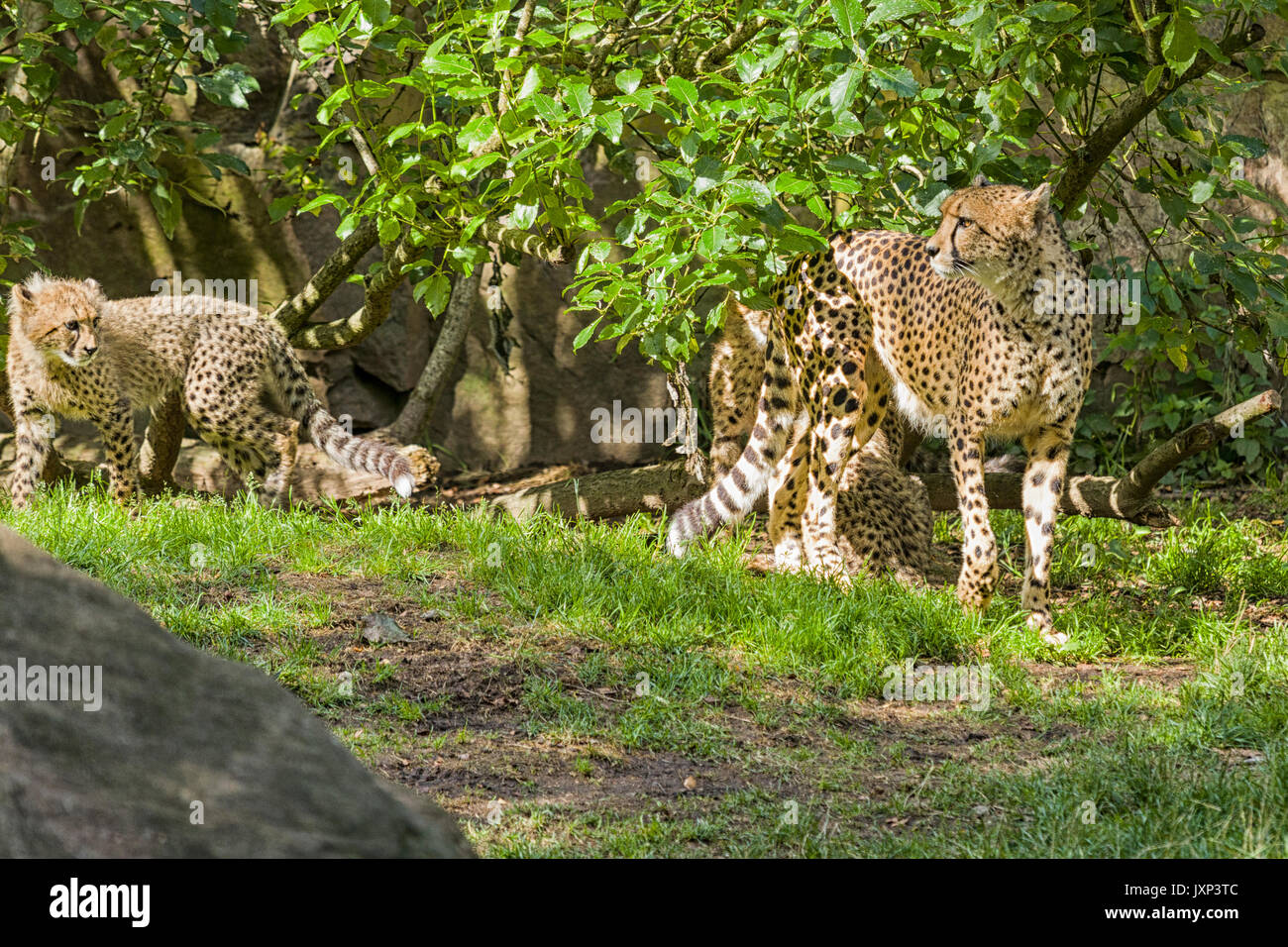 Gruppe von Geparden (Acinonyx jubatus), Familie mit Mutter Gepardin mit Jungen Model Release: Nein Property Release: Nein. Stockfoto
