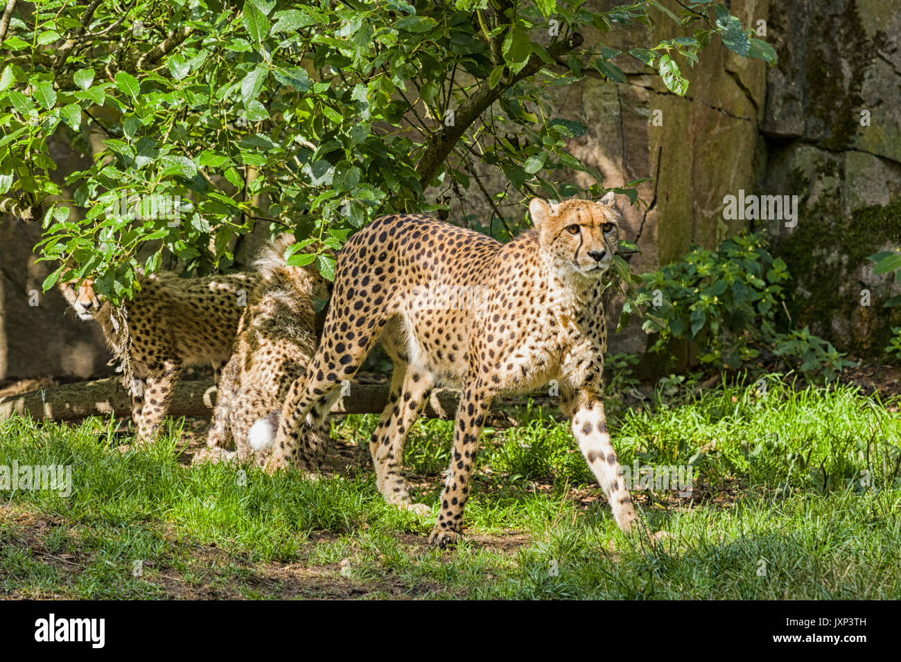 Gruppe von Geparden (Acinonyx jubatus), Familie mit Mutter Gepardin mit Jungen Model Release: Nein Property Release: Nein. Stockfoto