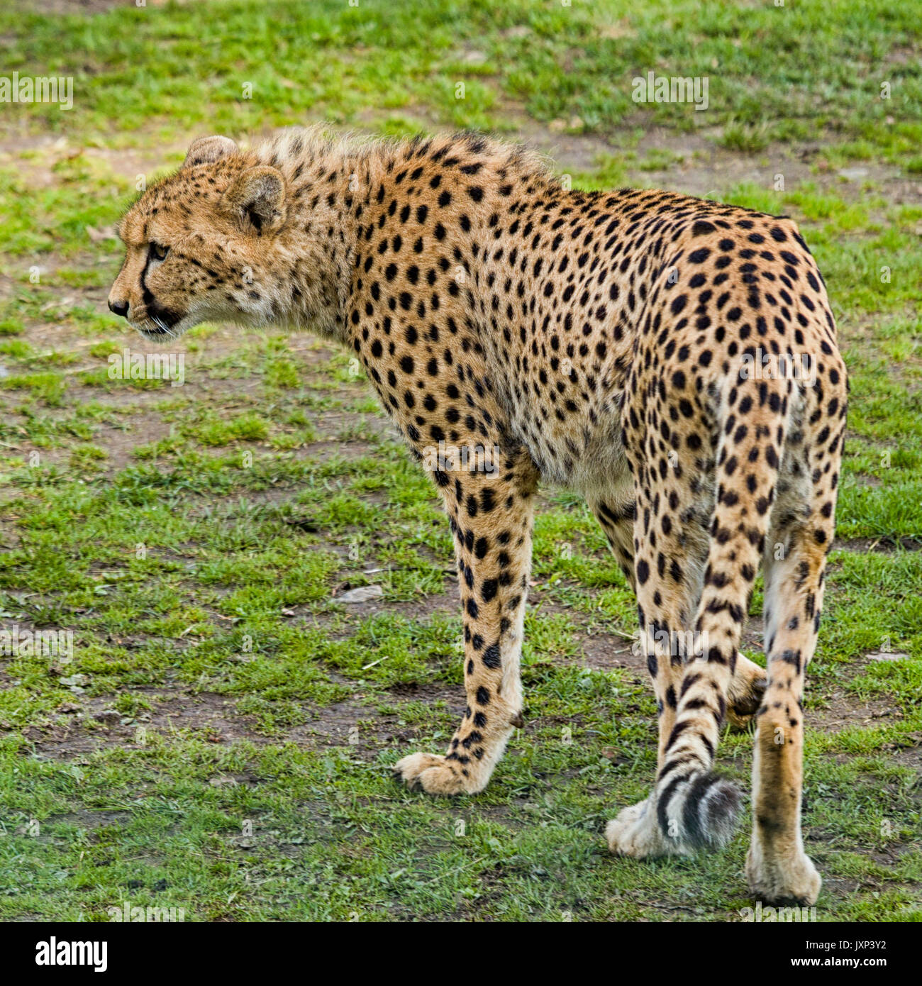 Gepard (Acinonyx jubatus) Model Release: Nein Property Release: Nein. Stockfoto