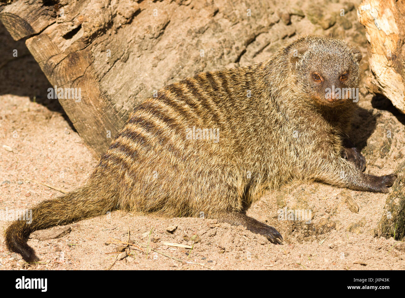 Banded mongoose (Mungos mungo) Model Release: Nein Property Release: Nein. Stockfoto