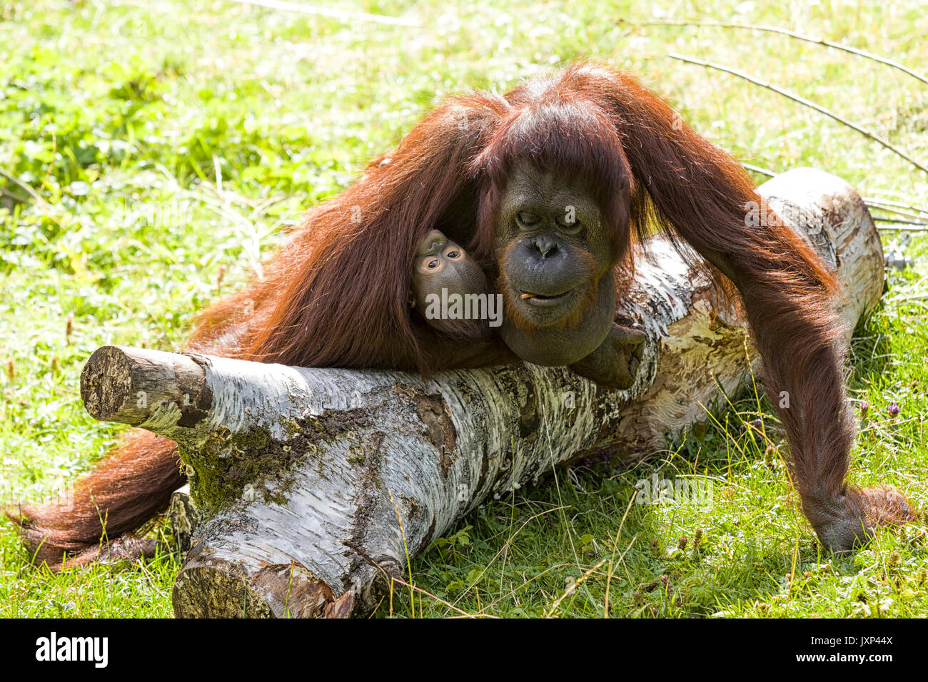 Weibliche bornesischen Orang-utan (Pongo pygmaeus) mit Kleinkind Baby Model Release: Nein Property Release: Nein. Stockfoto