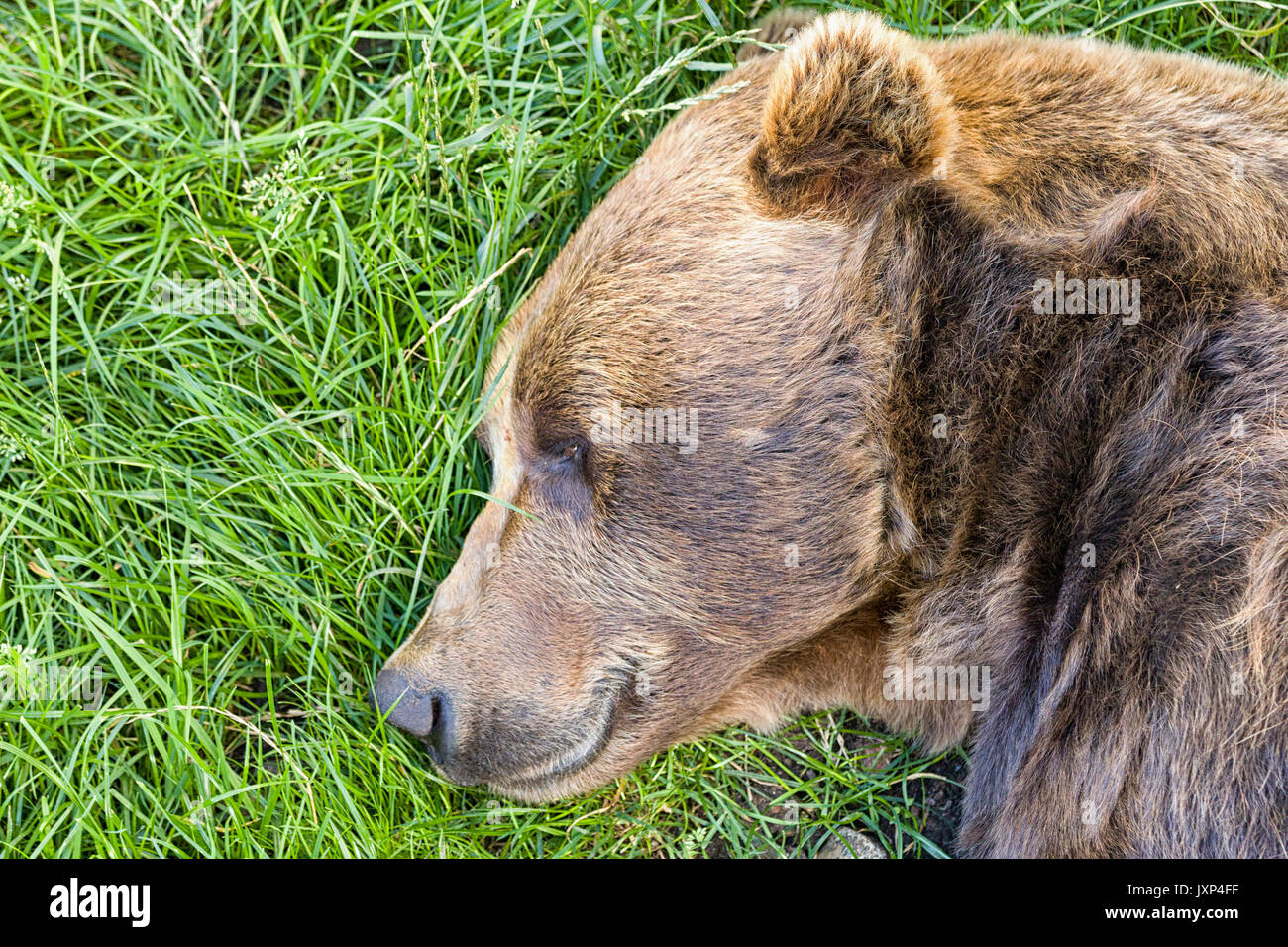 Nahaufnahme, Porträt Porträt der Braunbär (Ursus arctos) mit frischem grünem Gras Hintergrund Model Release: Nein Property Release: Nein. Stockfoto