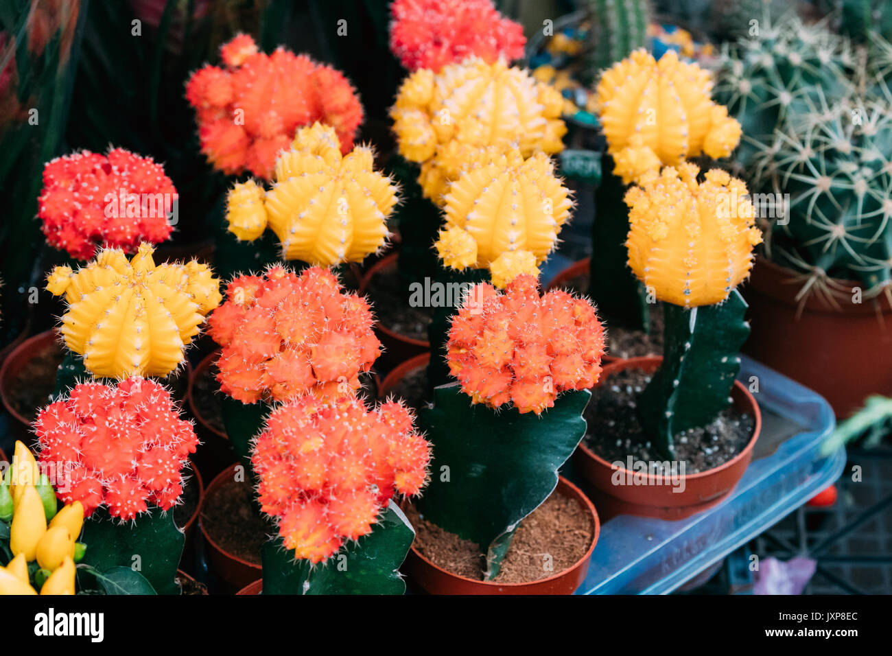 Mehrere kleine kleinen bunten Kakteen Kaktus Blumen in Tpfe In Store Markt  Stockfotografie - Alamy