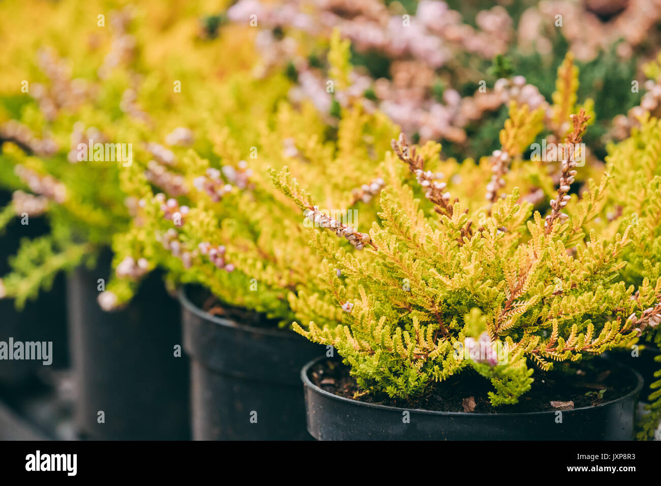 Bush von Calluna Pflanze im Topf in Blumenladen Markt. Stockfoto