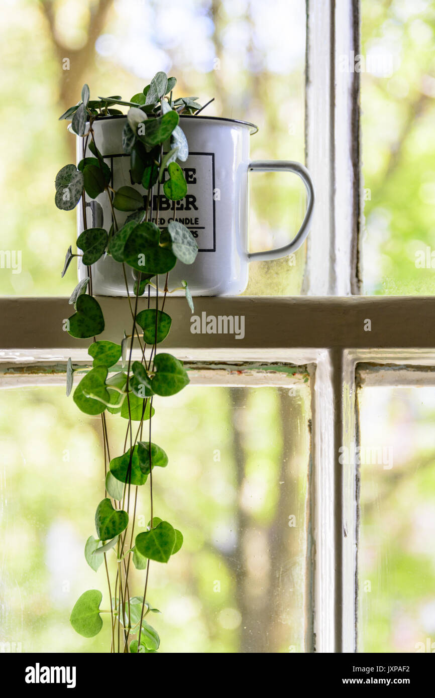Vintage Emaille Tasse mit einer grünen Anlage innen auf eine weiße Schärpe Fensterrahmen mit Bäumen im Hintergrund. Hochformat. Stockfoto
